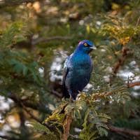 Africa do sul kapama river lodge bird watching