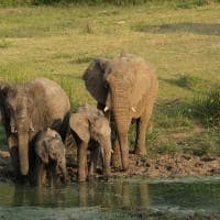 Africa do sul kapama river lodge elefante