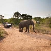 Africa do sul kapama river lodge elephant