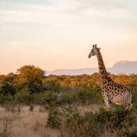 Africa do sul kapama river lodge giraffe