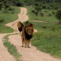 Africa do sul kapama river lodge leao natureza