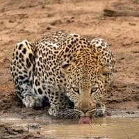 Africa do sul kapama river lodge leopardo agua