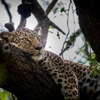 Africa do sul kapama river lodge leopardo arvore