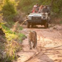 Africa do sul kapama river lodge leopardo jeep