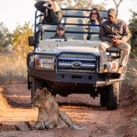 Africa do sul kapama river lodge lion jeep