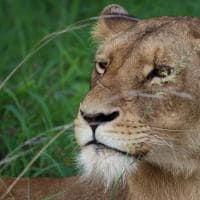 Africa do sul kapama river lodge lion view