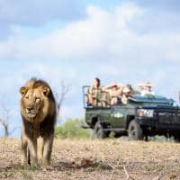 Africadosul grupo safari leao