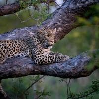 Cheetah plains leopardo jake johnstone