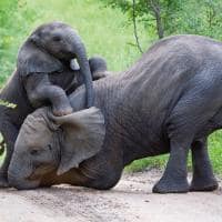 Elefantes filhotes