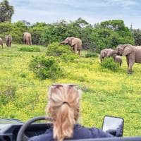 Elefantes safari