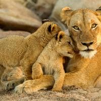 Familia leoa