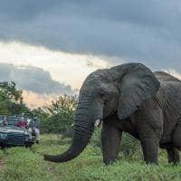 Kapama southern camp game drive elefante