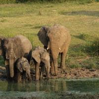Kapama southern camp game drive elefantes