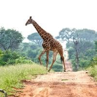Kapama southern camp game drive girafas