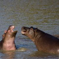 Kapama southern camp game drive hipopotamos