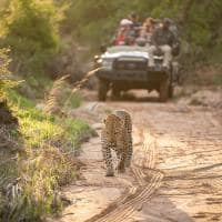 Kapama southern camp game drive leopardo