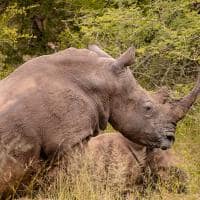 Kapama southern camp game drive rinoceronte