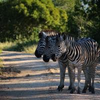 Kapama southern camp game drive zebras