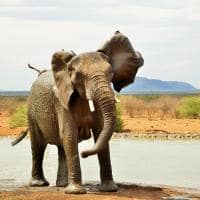 Last word madikwe elefante