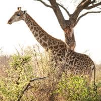 Last word madikwe girafa