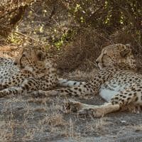 Last word madikwe leopardo