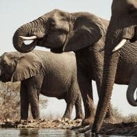 Last word madikwe observacao elefantes