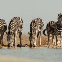 Last word madikwe observacao zebras