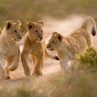 Leões filhotes, Safári, África do Sul