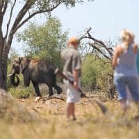 Madikwe safari rhulani d