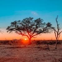 Madikwe safari rhulani h