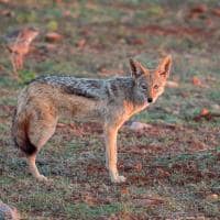 Madikwe safari rhulani n