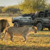 Marataba mountain lodge safari