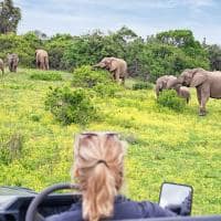 Observando manada de elefantes na africa do sul