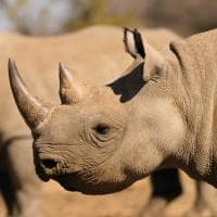 Rinoceronte preto África do Sul