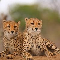 Royal malewane cheetah