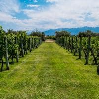 Beautiful view of a plantation of grape bearing vines with the andes mountains in the background men