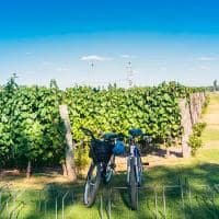 Bike tour at vineyards in the province of mendoza in argentina