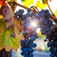 Grape plantation in the state of mendoza argentina