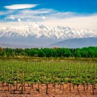 Organic vineyards near mendoza in argentina with andes in the background