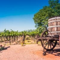 Vineyards in the province of mendoza in argentina
