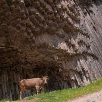 Vaca garni