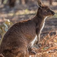 Cangurus em Hanson Bay Wildlife Sanctuary em Kangaroo Island