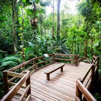 Daintree rainforest australia queensland banco