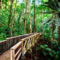 Daintree rainforest australia queensland ponte