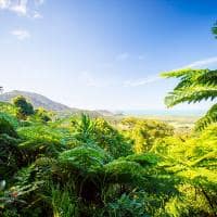Daintree rainforest australia queensland vista