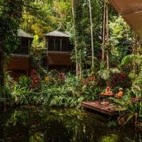 Daintree rainforest australia queensland