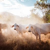 Luxury lodges australia mt mulligan outback queensland cattle station