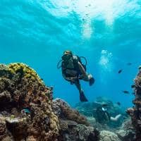 Luxury lodges of australia orpheus island lodge great barrier reef experience scuba diving