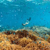 Luxury lodges of australia orpheus island lodge great barrier reef pelorus private island experience