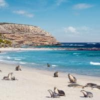 Seal Bay Conservation Park em Kangaroo Island